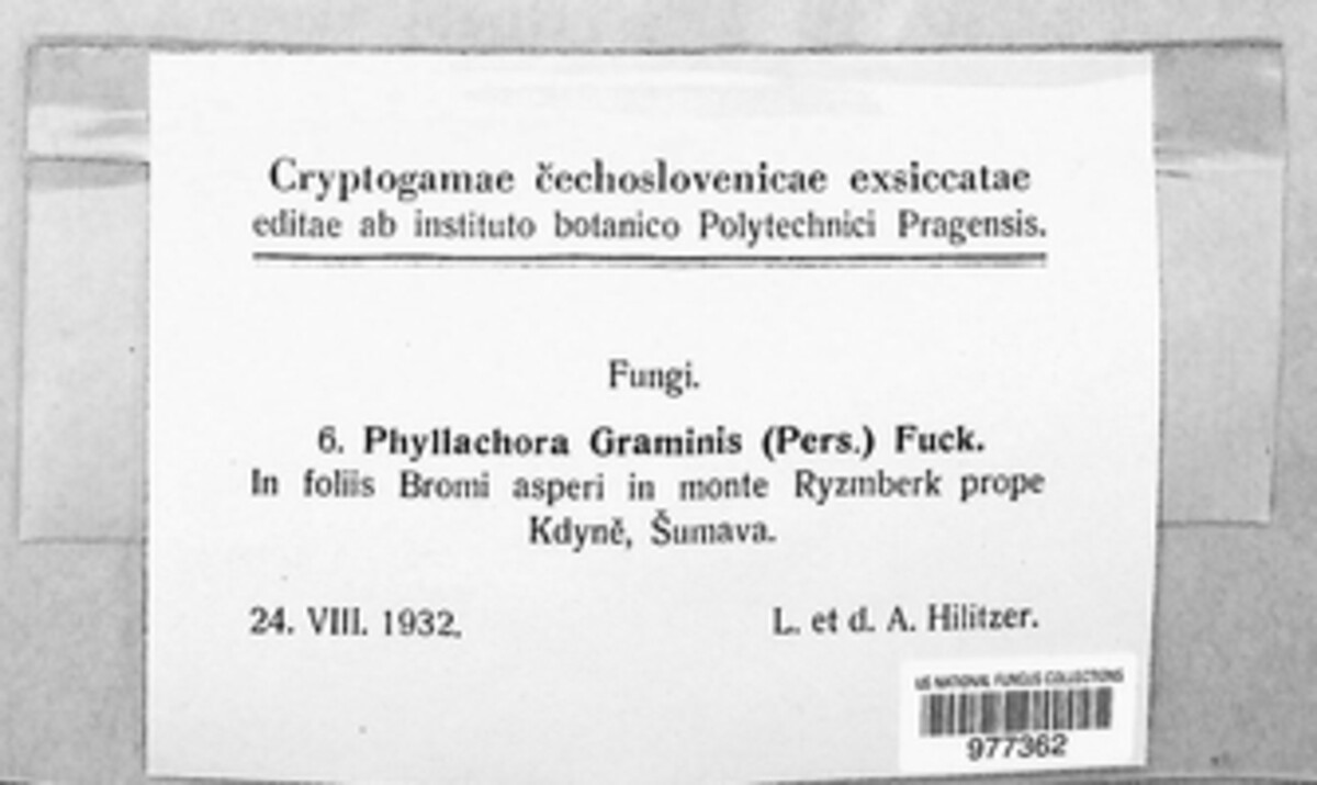 Phyllachora graminis image
